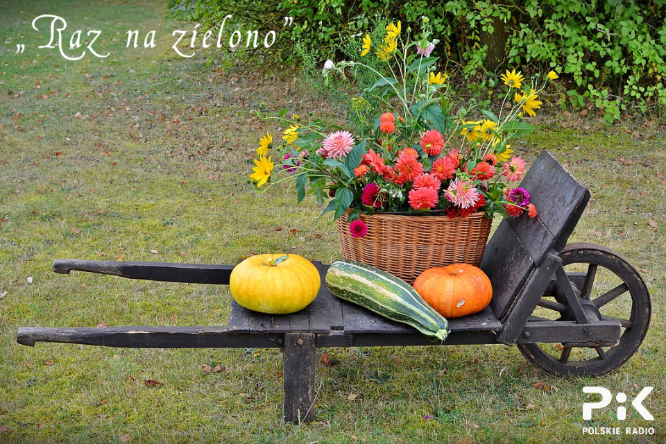 Pogodna jesień zachęca do prac w sadzie i ogródku. Fot. ilustracyjna/pixabay.com