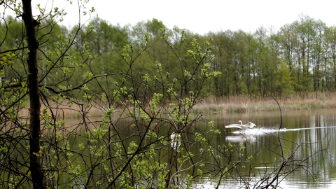 Park Gordona w Laskowicach. Fot. Henryk Żyłkowski