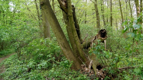 Park Gordona w Laskowicach. Fot. Henryk Żyłkowski