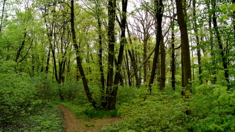 Park Gordona w Laskowicach. Fot. Henryk Żyłkowski