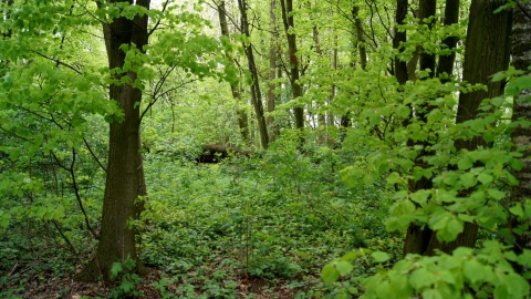 Park Gordona w Laskowicach. Fot. Henryk Żyłkowski