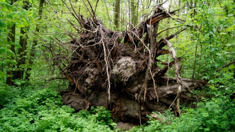 Park Gordona w Laskowicach. Fot. Henryk Żyłkowski