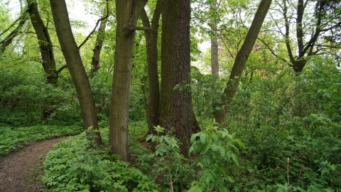 Park Gordona w Laskowicach. Fot. Henryk Żyłkowski