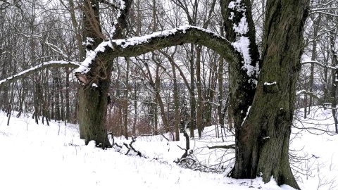 Drzewa w parku przypałacowym w Sartowicach mogłyby opowiedzieć wiele ciekawych historii. Fot. Żaneta Walentyn