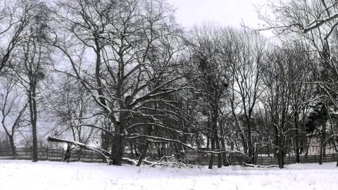 Drzewa w parku przypałacowym w Sartowicach mogłyby opowiedzieć wiele ciekawych historii. Fot. Żaneta Walentyn