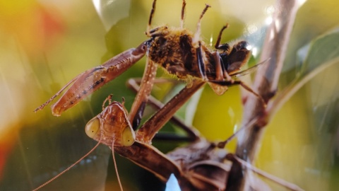 Życie leśne na fotografiach pana Marka Gromka. Fot. Żaneta Walentyn/PR PiK
