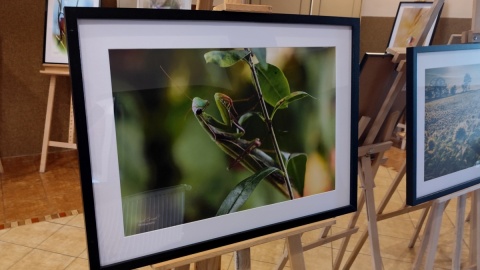 Życie leśne na wystawie fotografii pana Marka Gromka. Fot. Żaneta Walentyn/PR PiK