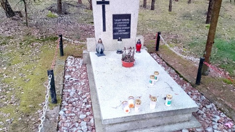 Las w gminie Oborowo, miejsce zbrodni i ekshumacji. Fot. Michał Zaręba/PR PiK
