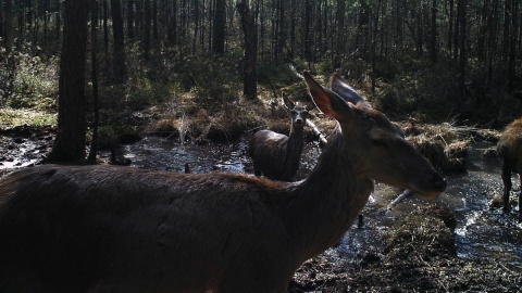 Fotopułapki we Wdeckim Parku Krajobrazowym w okolicach Osia