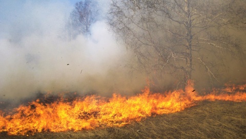 Rośnie zagrożenie pożarowe w kujawsko-pomorskich lasach
