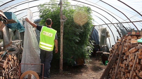 Hodowca konopi z Chocenia pod dozorem policji