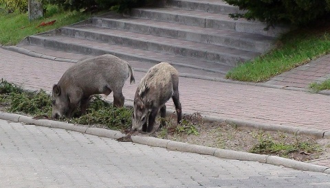 Apel leśników o niedokarmianie dzików i saren