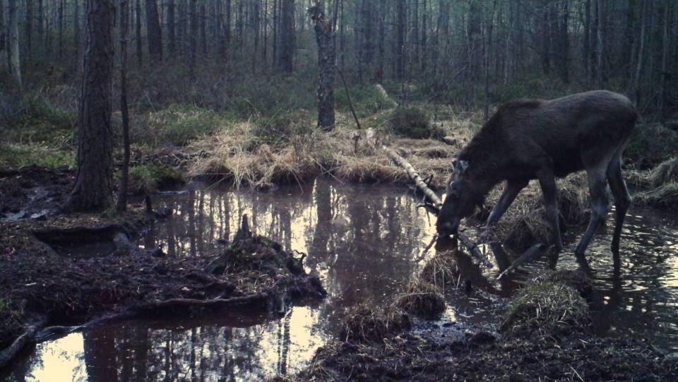 Łoś był spragniony. Foto: nadesłane