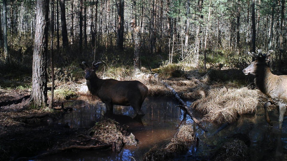 Zawsze trzeba czujnie się rozejrzeć. Foto: nadesłane