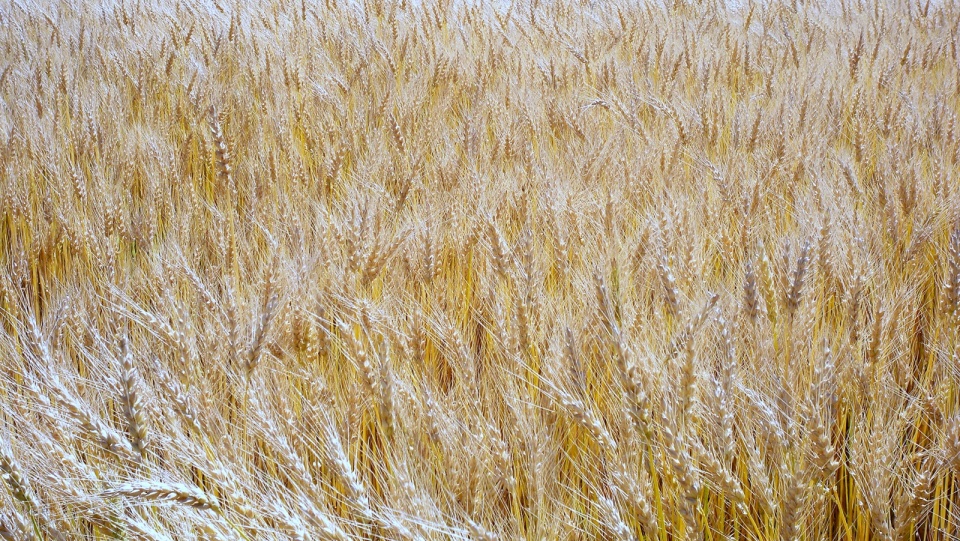 15 maja upływa termin złożenia wniosku o dopłaty bezpośrednie. Foto: sxc.hu