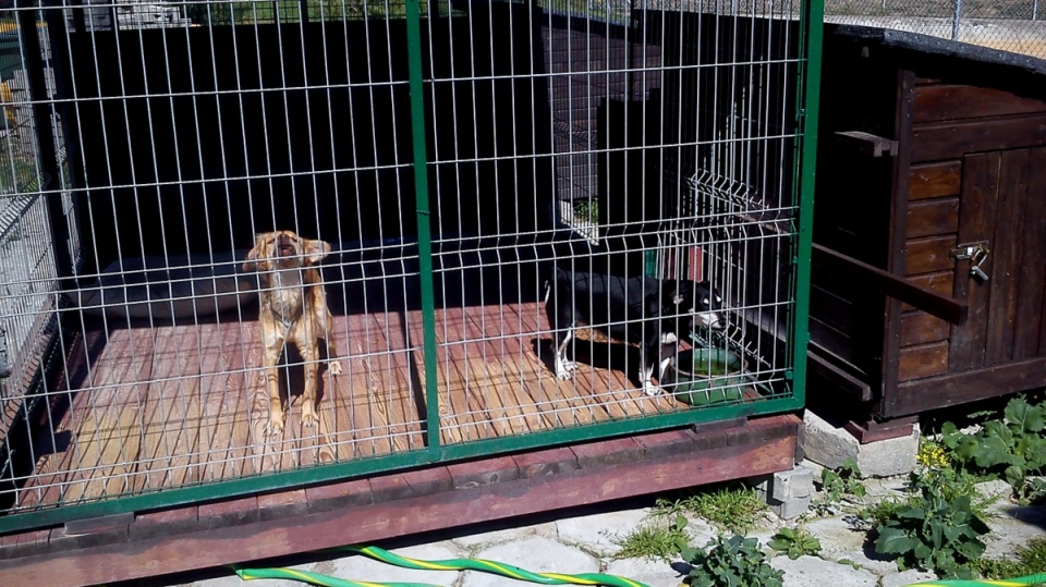 Przed wakacjami i w okresie urlopowym rośnie liczba porzucanych i zaniedbanych zwierząt. Fot. Marcin Doliński