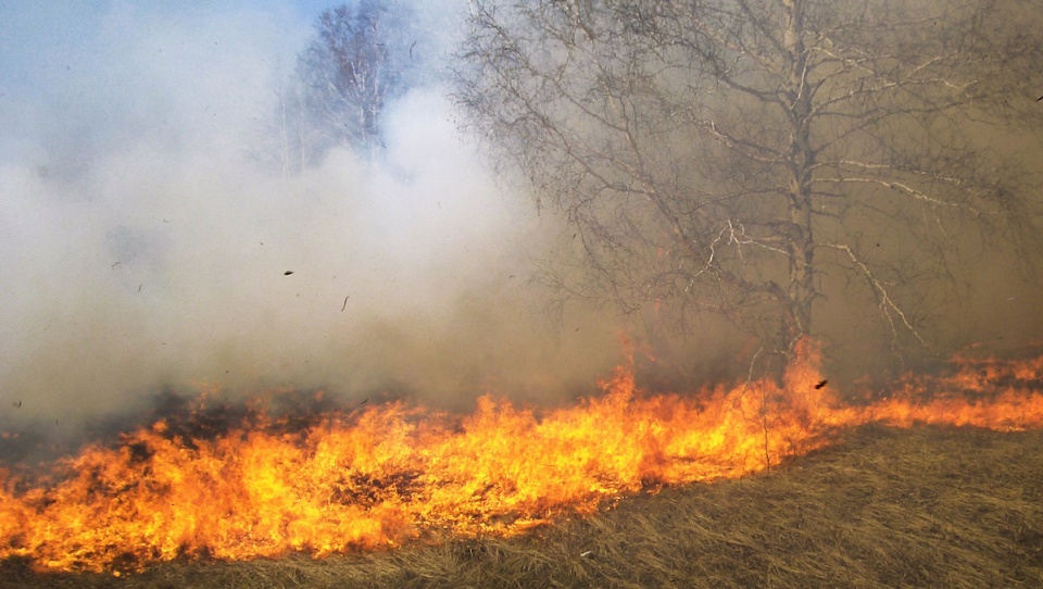Trzeci, najwyższy stopień zagrożenia pożarowego w lasach na Pomorzu i Kujawach. Foto: sxc.hu