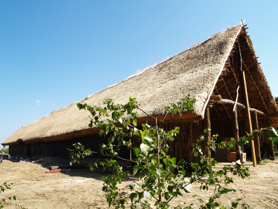 W Muzeum Archeologicznym w Biskupinie trwa rekonstrukcja długich domów z okresu neolitu. Foto: Nadesłane