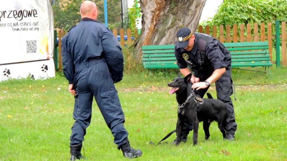 2,5-letni Rys i roczna Luna - te dwa owczarki belgijskie będą wspierać Straż Miejską w Toruniu. Fot. Michał Zaręba