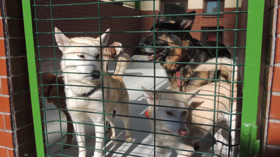 Psy małe i duże czekają w schronisku na swoich nowych właścicieli. Fot. Tatiana Adonis