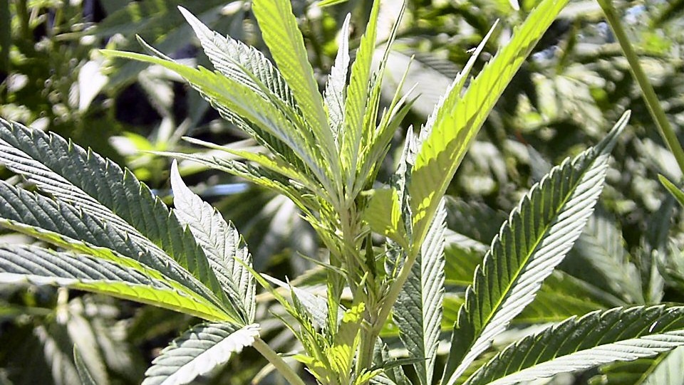 W gospodarstwie pod Włocławkiem wykryto uprawę konopi indyjskich i zabezpieczono pół kilograma marihuany. Fot. sxc.hu