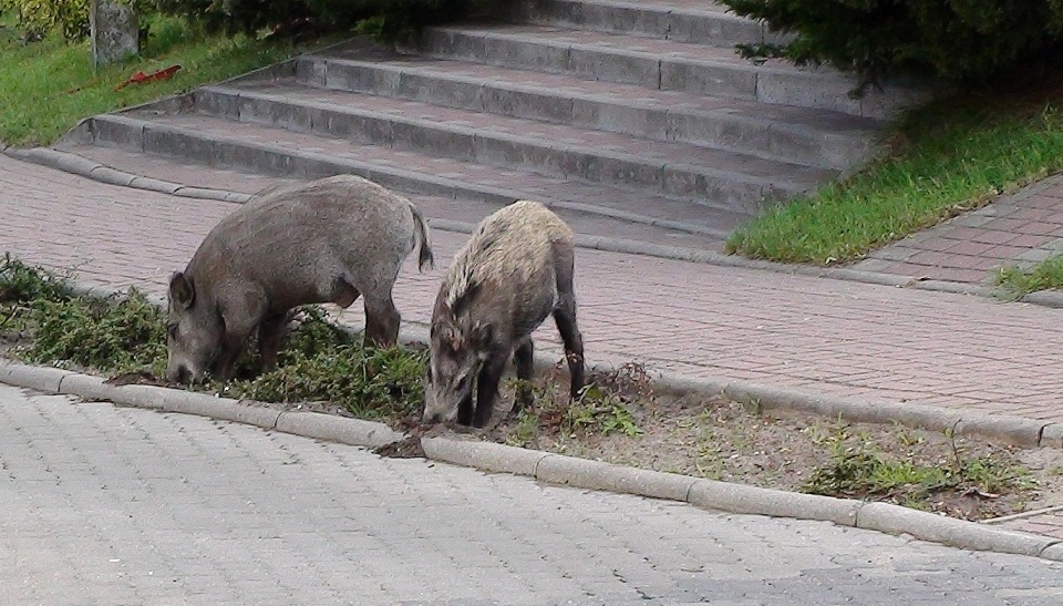 Przyzwyczajone do wyrzucanych resztek pokarmu dziki podchodzą coraz bliżej ludzi. Fot. Archiwum