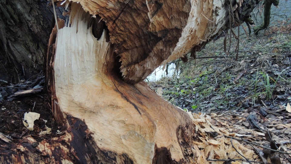 Tak wyglądają drzewa, do których dobrały się bobry. Fot. Marek Ledwosiński