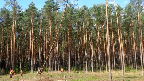 Konkurencję tzw. ścinkę zorganizowano w Nadleśnictwie Trzebciny. Fot. Marcin Doliński