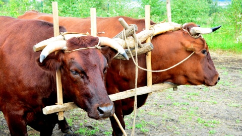 Fot. Ireneusz Sanger