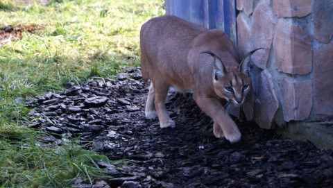 Światowy Dzień Kota w toruńskim zoo