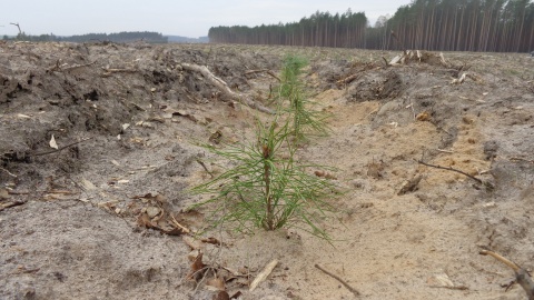 Rozpoczęło się odnawianie drzewostanu na terenie zniszczonym przez trąbę powietrzną