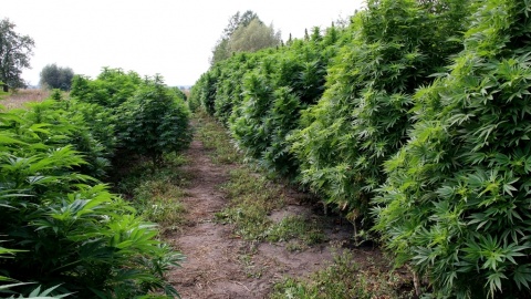 Policjanci zlikwidowali ogromną plantację marihuany [wideo]