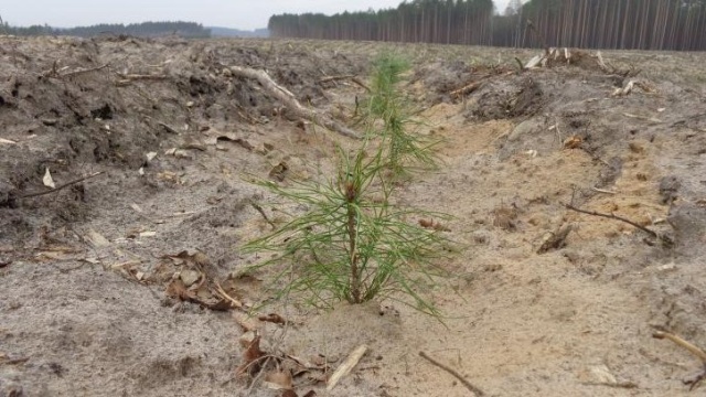 Trwają prace w Nadleśnictwie Trzebciny