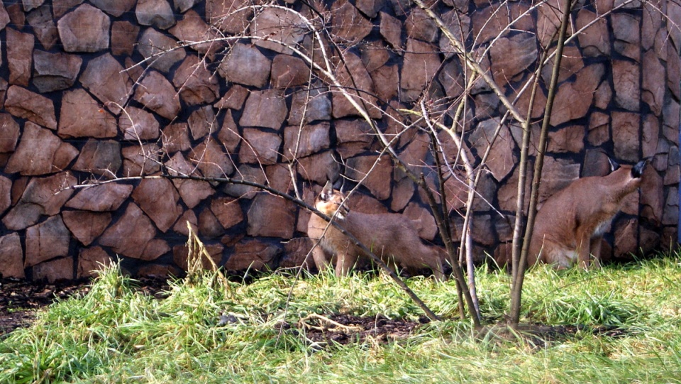 Światowy Dzień Kota w toruńskim zoo. Fot. Adriana Andrzejewska