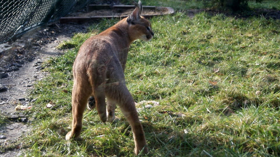 Światowy Dzień Kota w toruńskim zoo. Fot. Adriana Andrzejewska