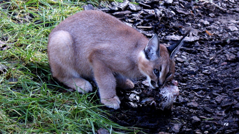 Światowy Dzień Kota w toruńskim zoo. Fot. Adriana Andrzejewska