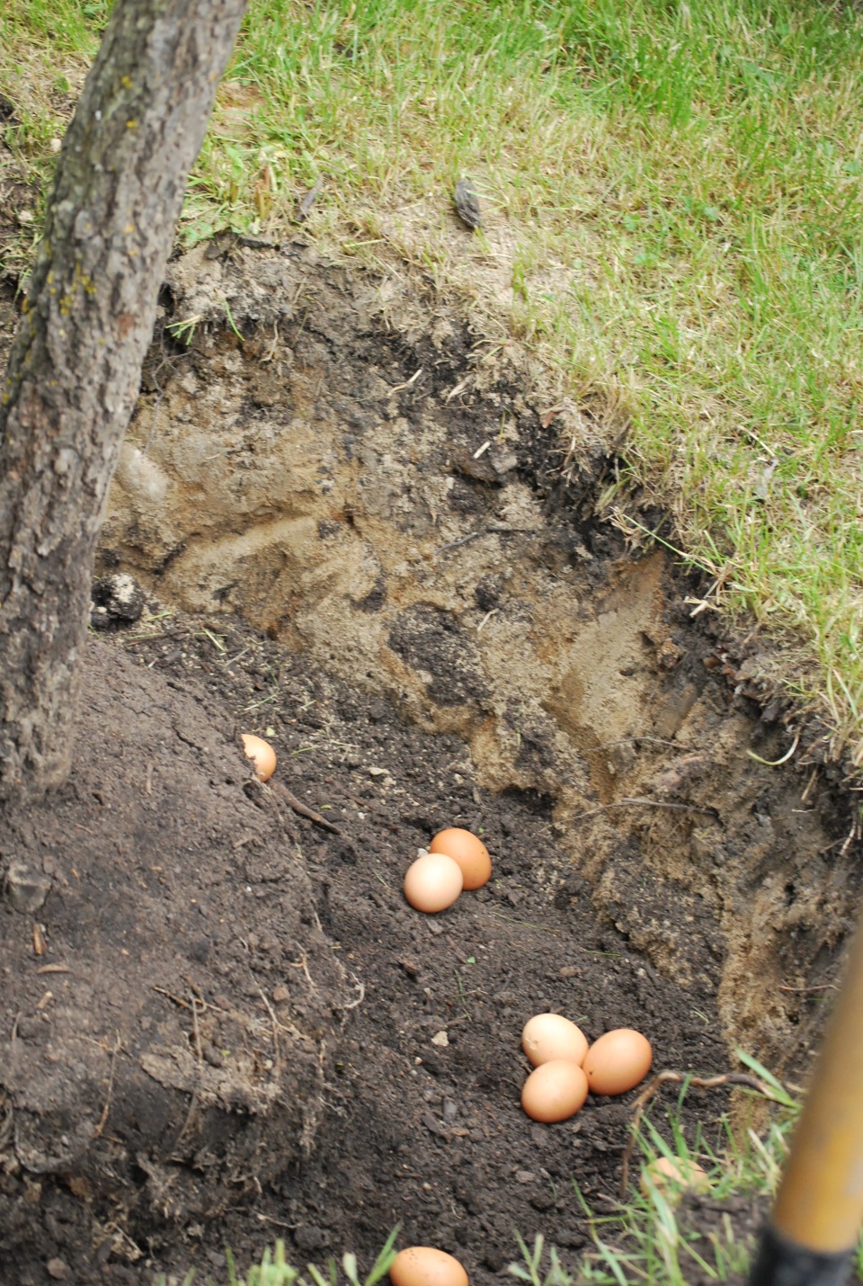 Profesor zadbał o to, by jego drzewo dobrze rosło - użyźniając glebę jajkami. (fot. M. Jasińska)