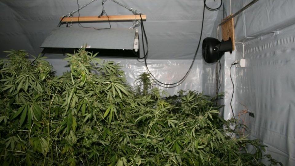 Policjanci CBŚ przejęli prawie 2,5 kg marihuany wartej „na czarnym rynku” ponad 85 tys. zł. Fot. Policja