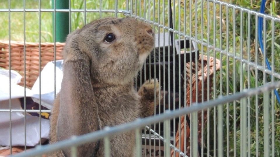 Miłośnicy tych zwierząt przekonują, że królik jest równie inteligentny jak pies czy kot. Fot. Adriana Andrzejewska