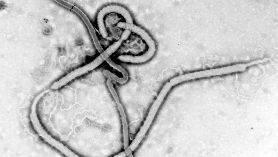 Odnotowano ogółem 2240 przypadków zarażenia wirusem Ebola. Fot. Wikipedia, CDC/ Dr. Frederick A. Murphy