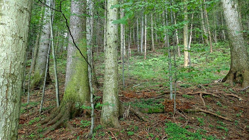 Nie można wchodzić do części lasów w okolicach podbydgoskich miejscowości. Fot. Archiwum/Ireneusz Sanger