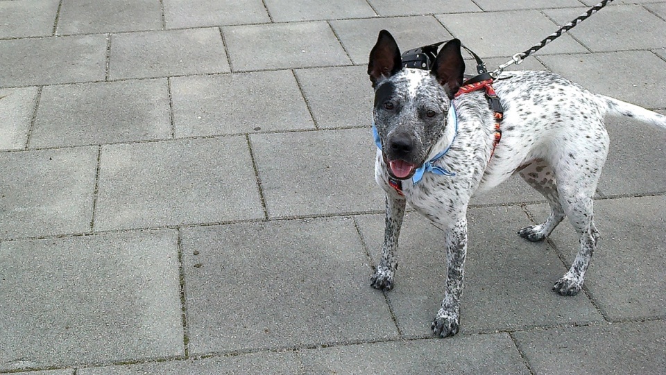 Niebieska chusta oznacza, że pies został adoptowany ze schroniska. Fot. Andrzej Krystek