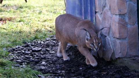 Zakochany dzień kota w toruńskim Ogrodzie Zoobotanicznym