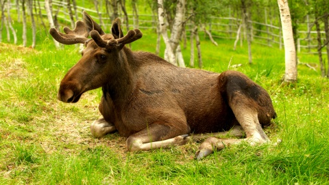 Kierowco, uważaj na łosie