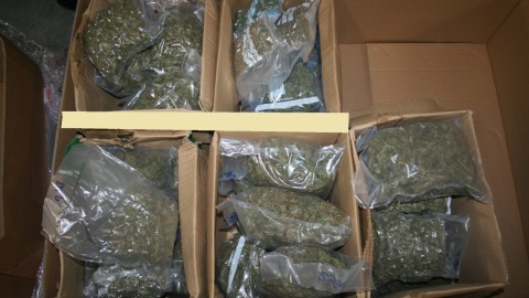 10 kg marihuany przejęli włocławscy policjanci