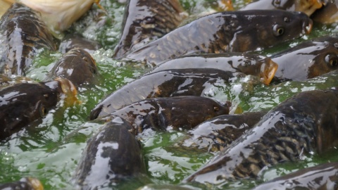 Karp na świątecznych stołach