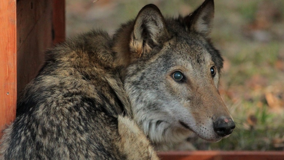 Niespełna dwuletni samiec wilka przez ponad trzy miesiące był leczony w ośrodku rehabilitacji dzikich zwierząt w nadleśnictwie Olsztynek. Fot. PAP/Tomasz Waszczuk