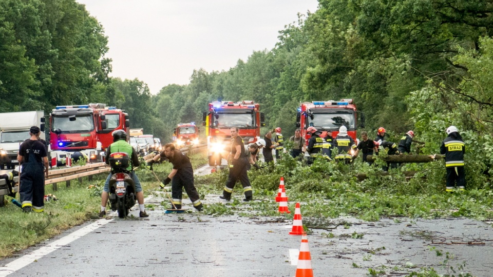 Strażacy usuwają powalone drzewa z drogi krajowej nr 1 w Piasku. Fot. PAP/Marek Zimny