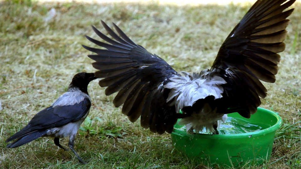 Trudno się dziwić, że wrony walczą o wodę przy wystawionym dla nich wodopoju. Fot. PAP/Tomasz Gzell