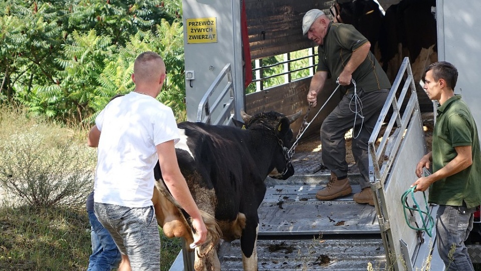 Chore zwierzęta przewieziono do innego gospodarstwa rolnego, gdzie natychmiast rozpoczęto ich leczenie.